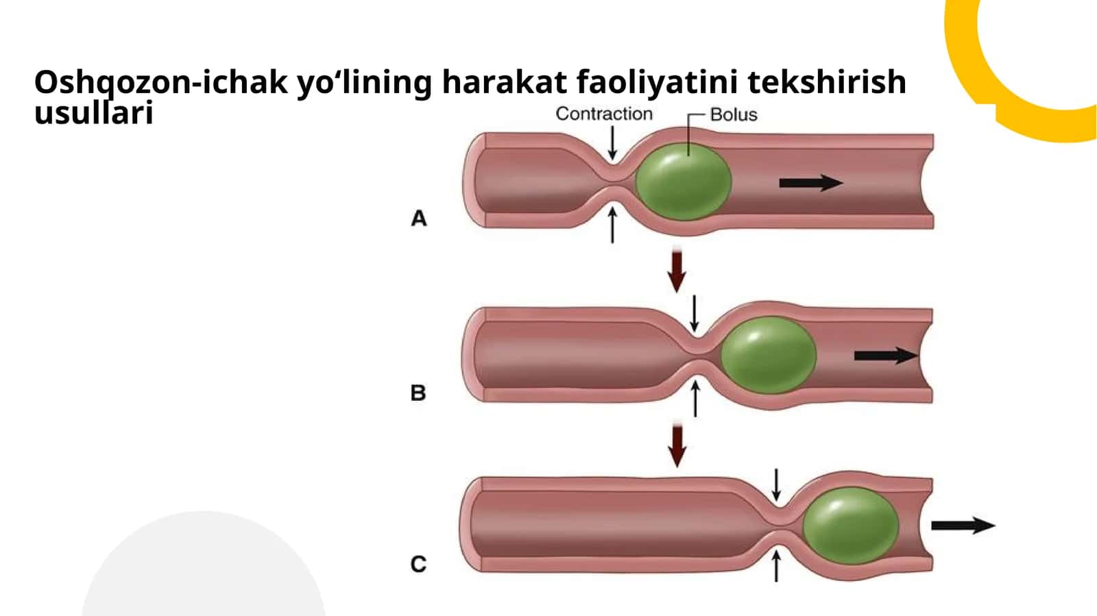 Oshqozon-ichak yo‘lining harakat faoliyatini tekshirish usullari