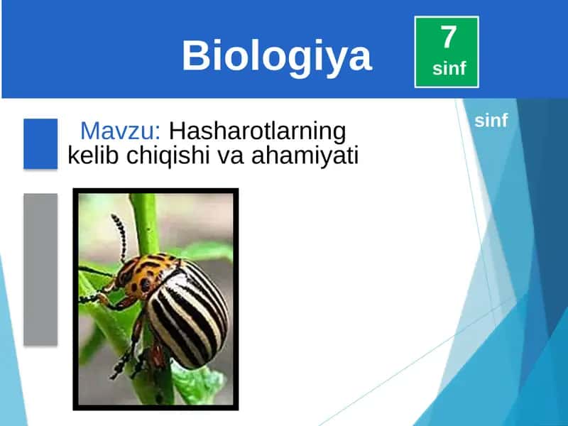 Hasharotlarning kelib chiqishi va ahamiyati