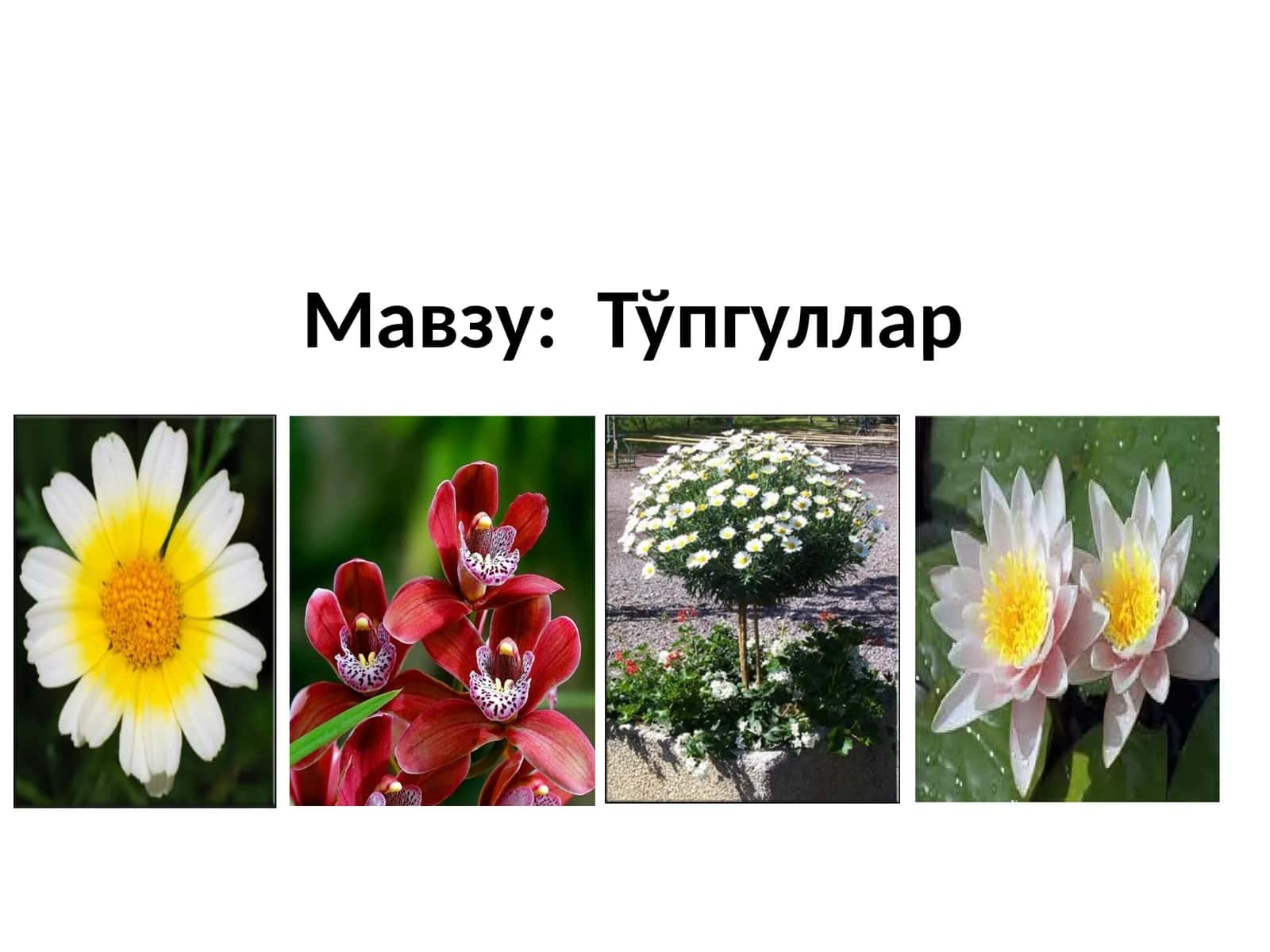 Тўпгуллар