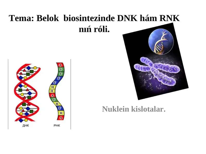 Belok biosintezinde DNK hám RNK nıńróli