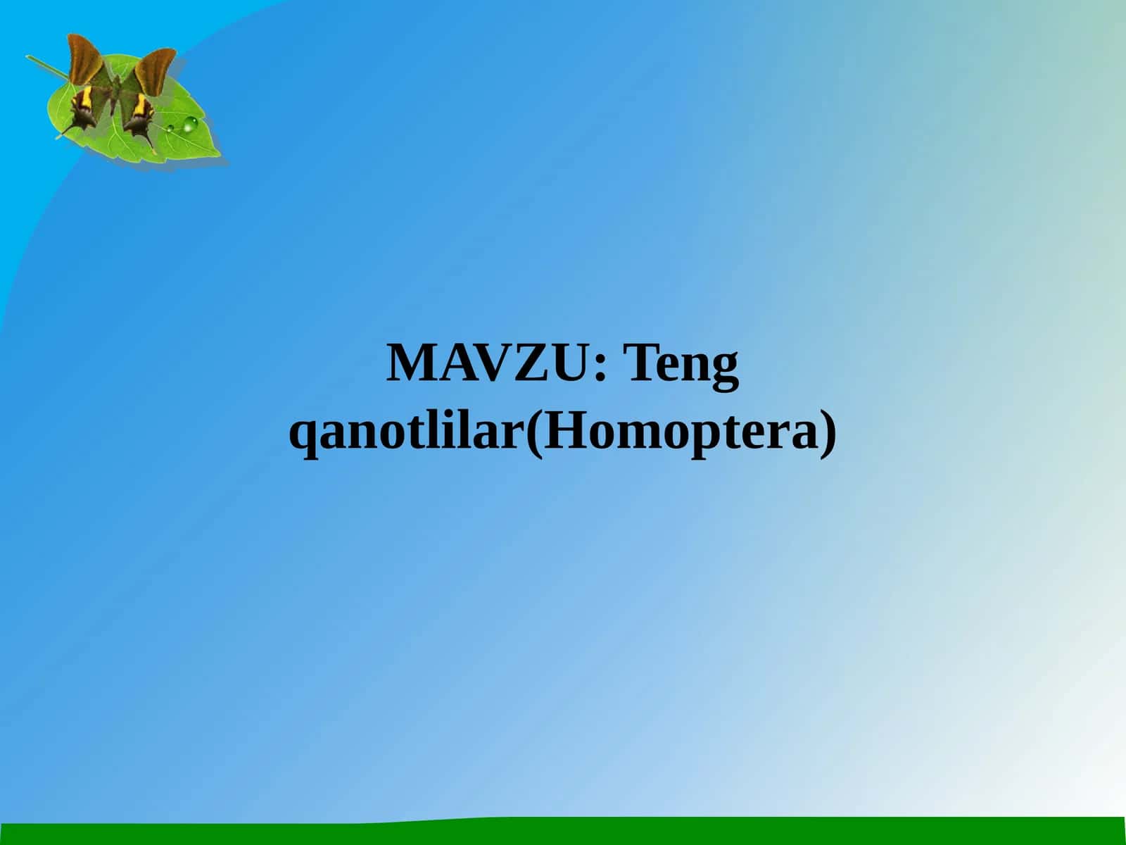 Teng qanotlilar(Homoptera)