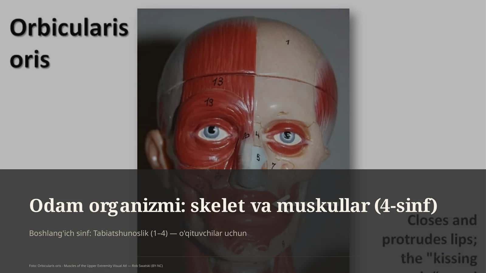 Odam organizmi: skelet va muskullar (4-sinf)