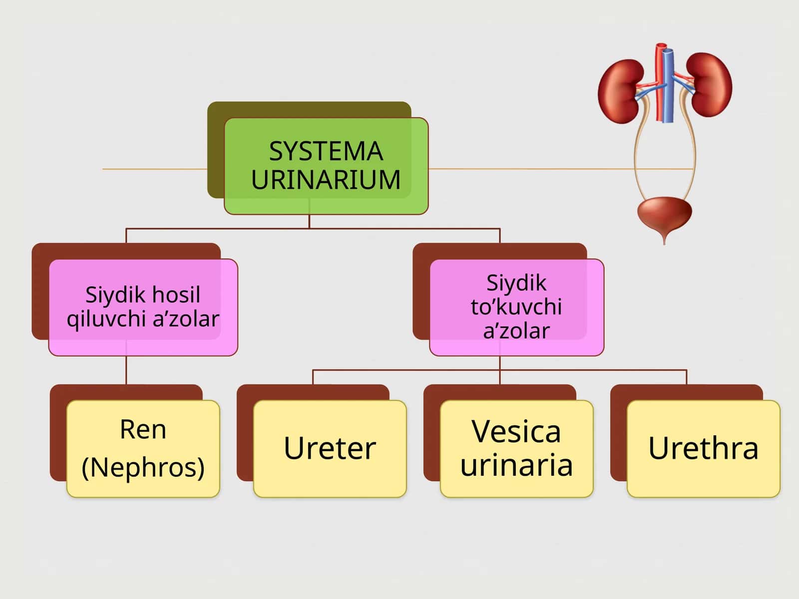Ureter