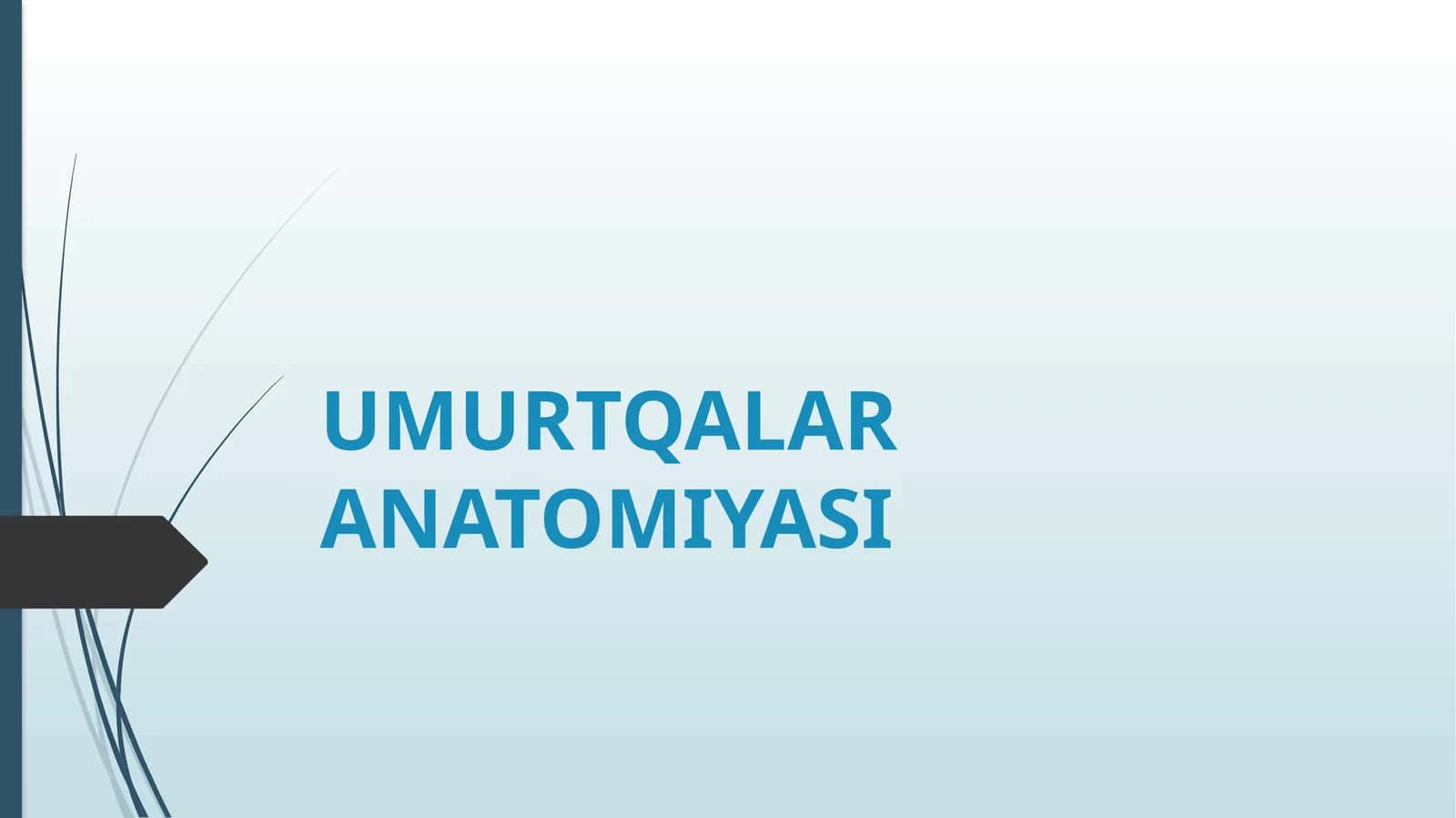 UMURTQALAR ANATOMIYASI