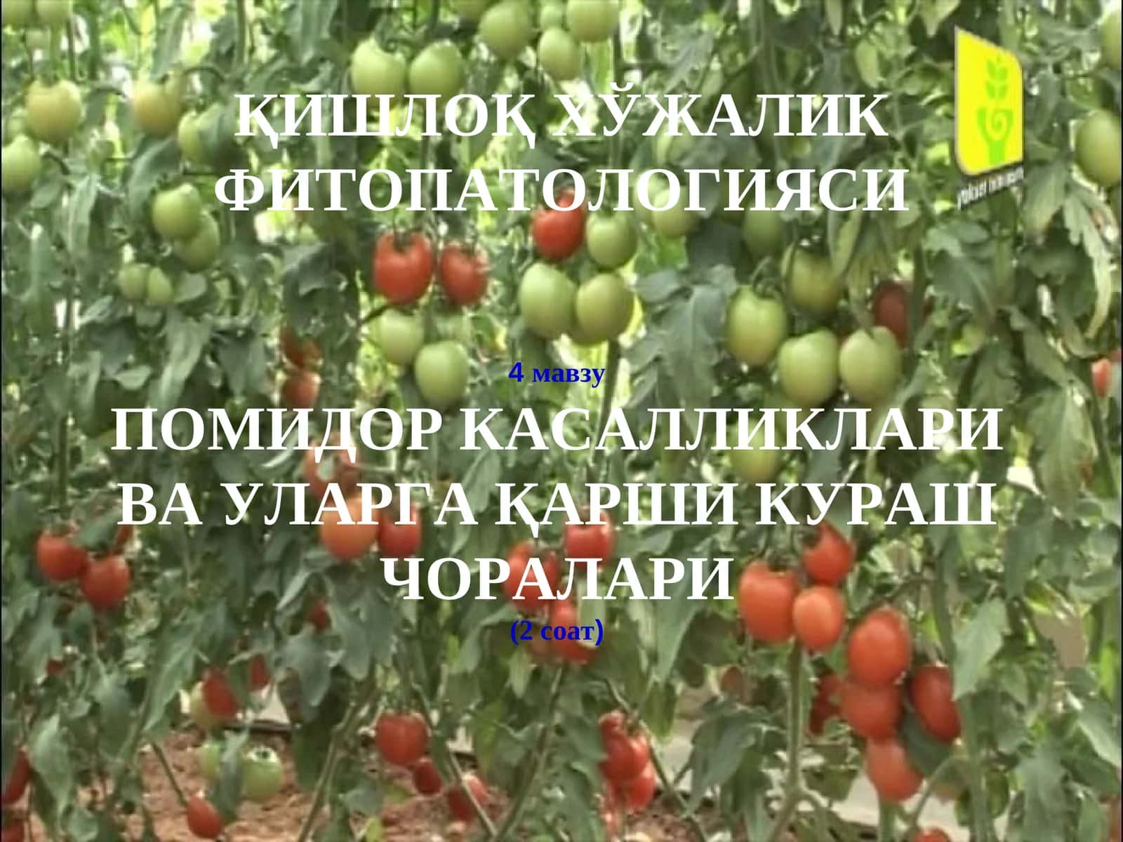 ПОМИДОР КАСАЛЛИКЛАРИ ВА УЛАРГА ҚАРШИ КУРАШ ЧОРАЛАРИ