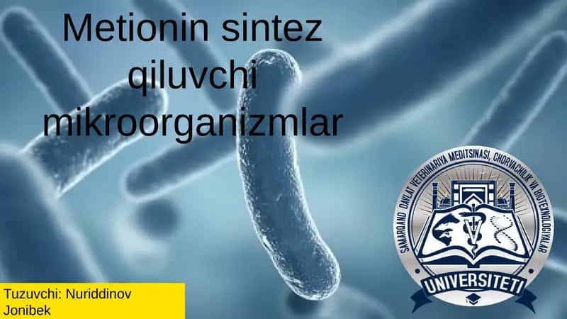 Metionin sintez qiluvchi mikroorganizmlar