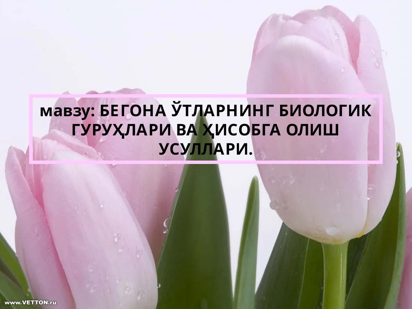 БЕГОНАЎТЛАРНИНГ БИОЛОГИК ГУРУҲЛАРИ ВА ҲИСОБГА ОЛИШ УСУЛЛАРИ