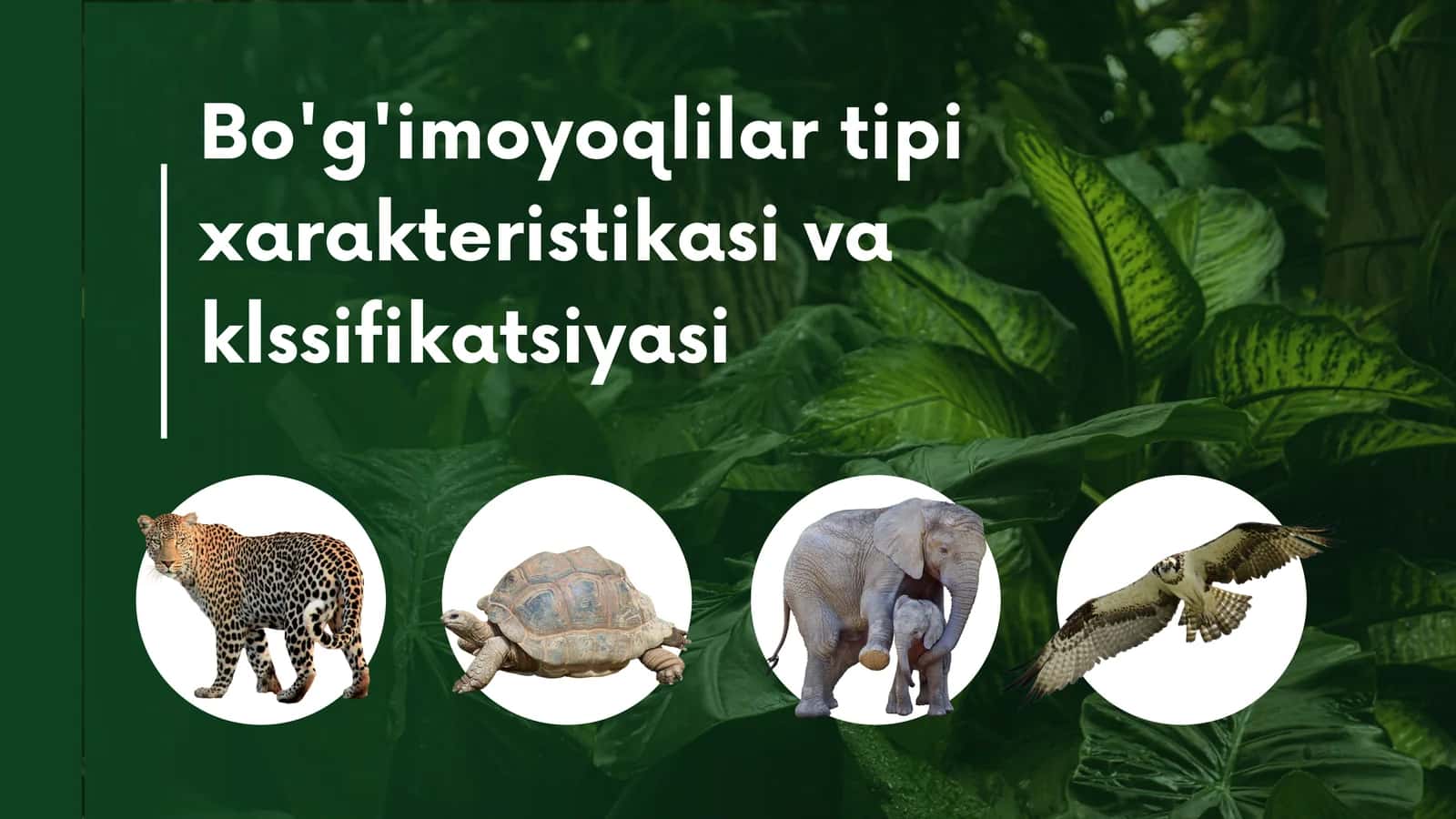 Bo'g'imoyoqlilar tipi xarakteristikasi va klassifikatsiyasi