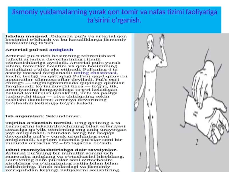 Jismoniyyuklamalarning yurak qontomir va nafas tizimi faoliyati gata'siri