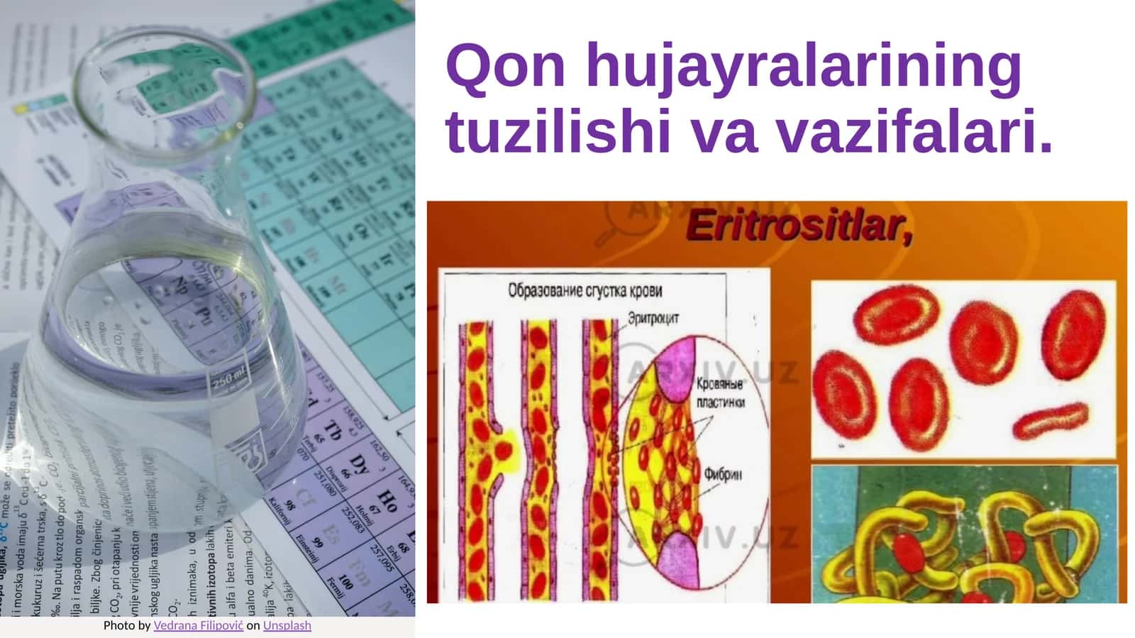 Qon hujayralarining tuzilishi va vazifalari