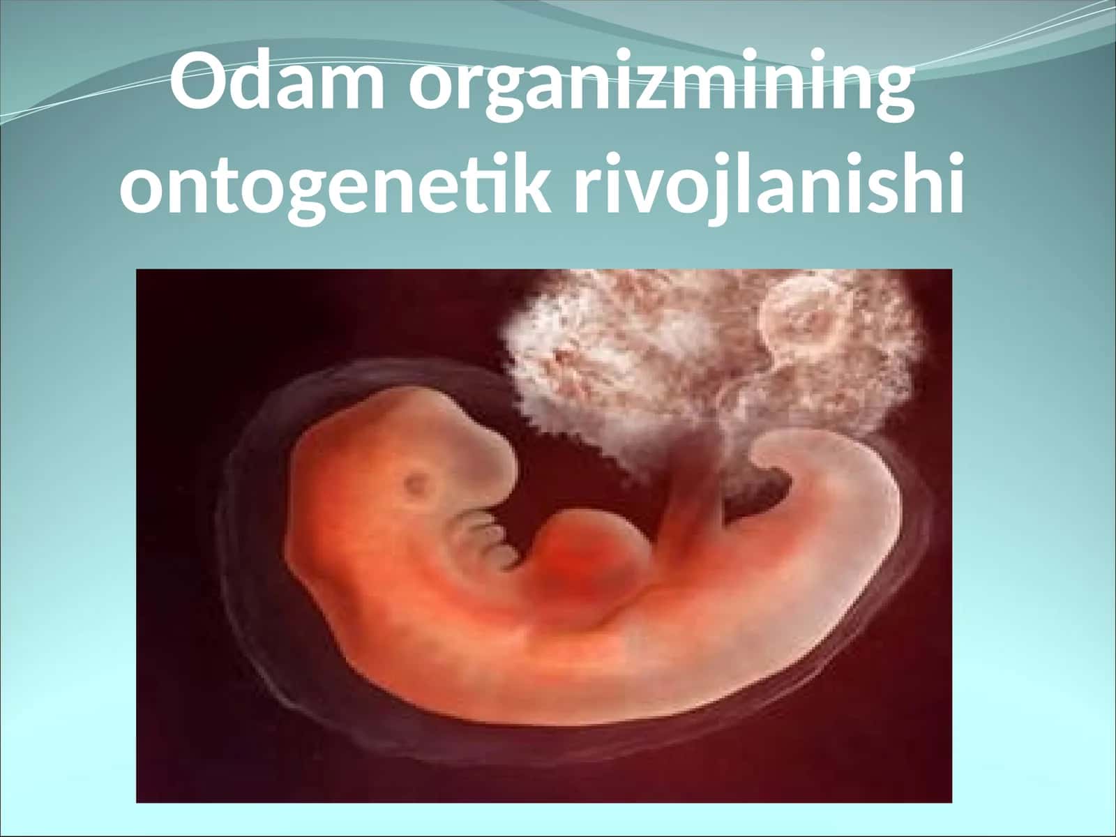 Odam organizmining ontogenetik rivojlanishi
