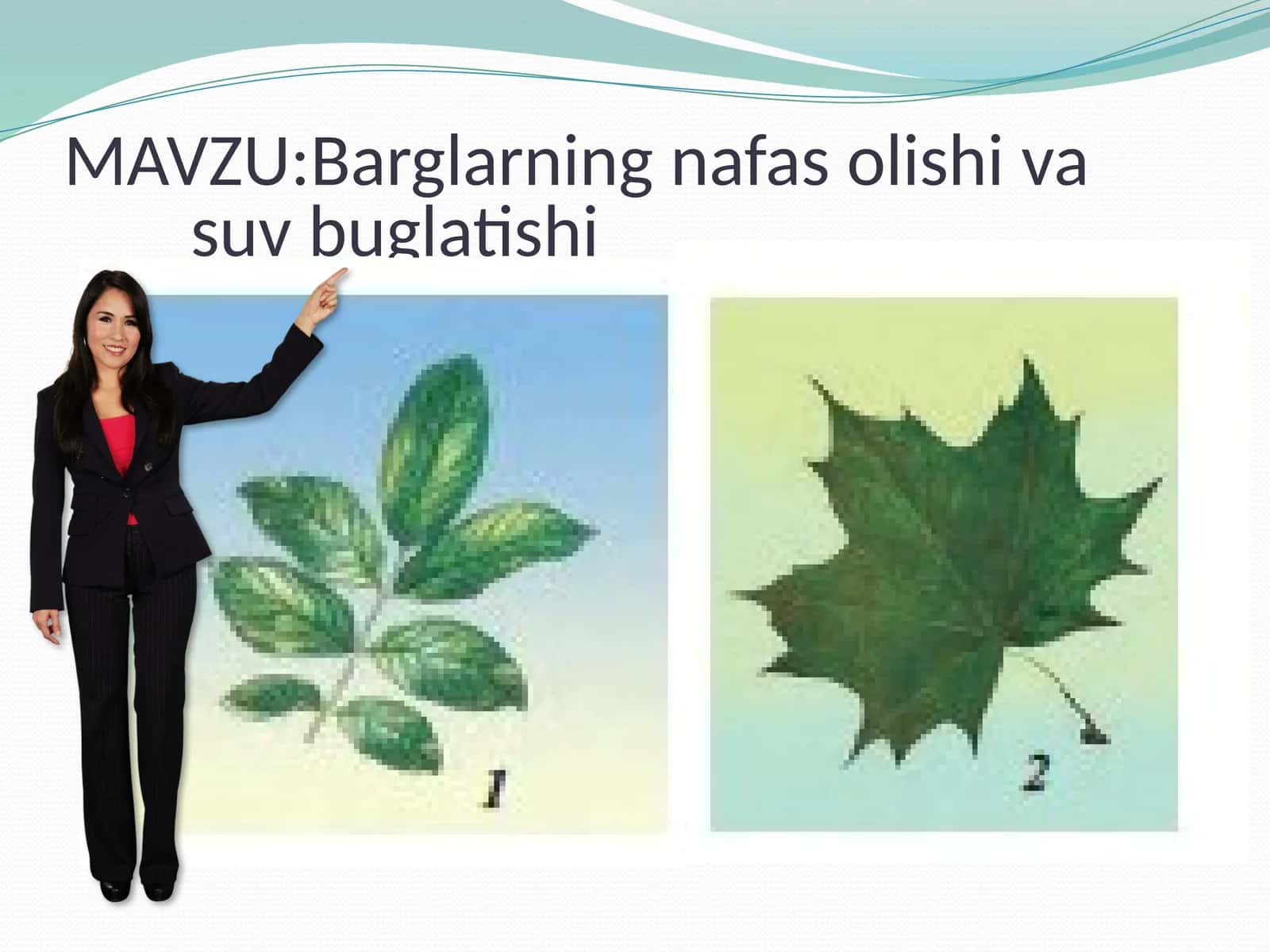 Barglarning nafas olishi va suv bug'lanishi
