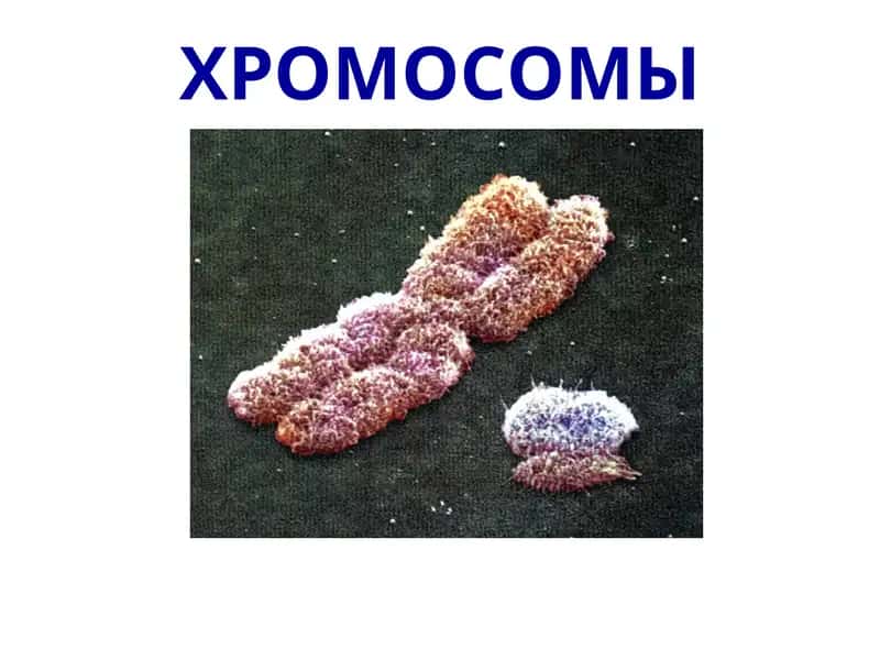 Xromosomalarning tuzulishi