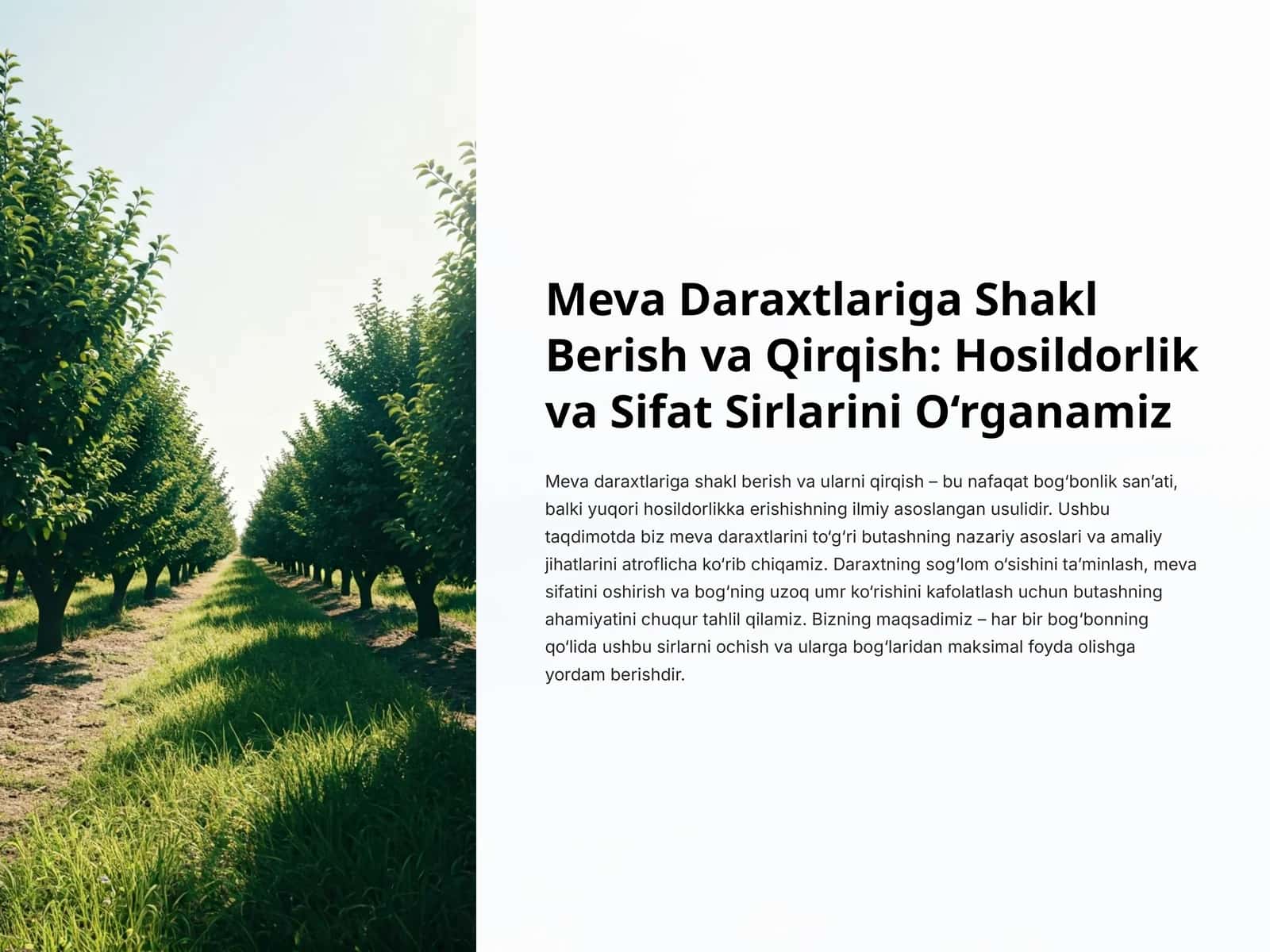 Meva Daraxtlariga Shakl Berish va Qirqish: Hosildorlik va Sifat Sirlarini O‘rganamiz