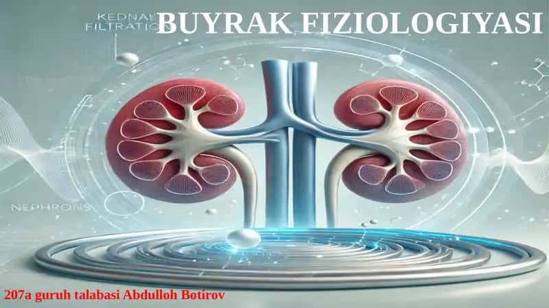 BUYRAK FIZIOLOGIYASI