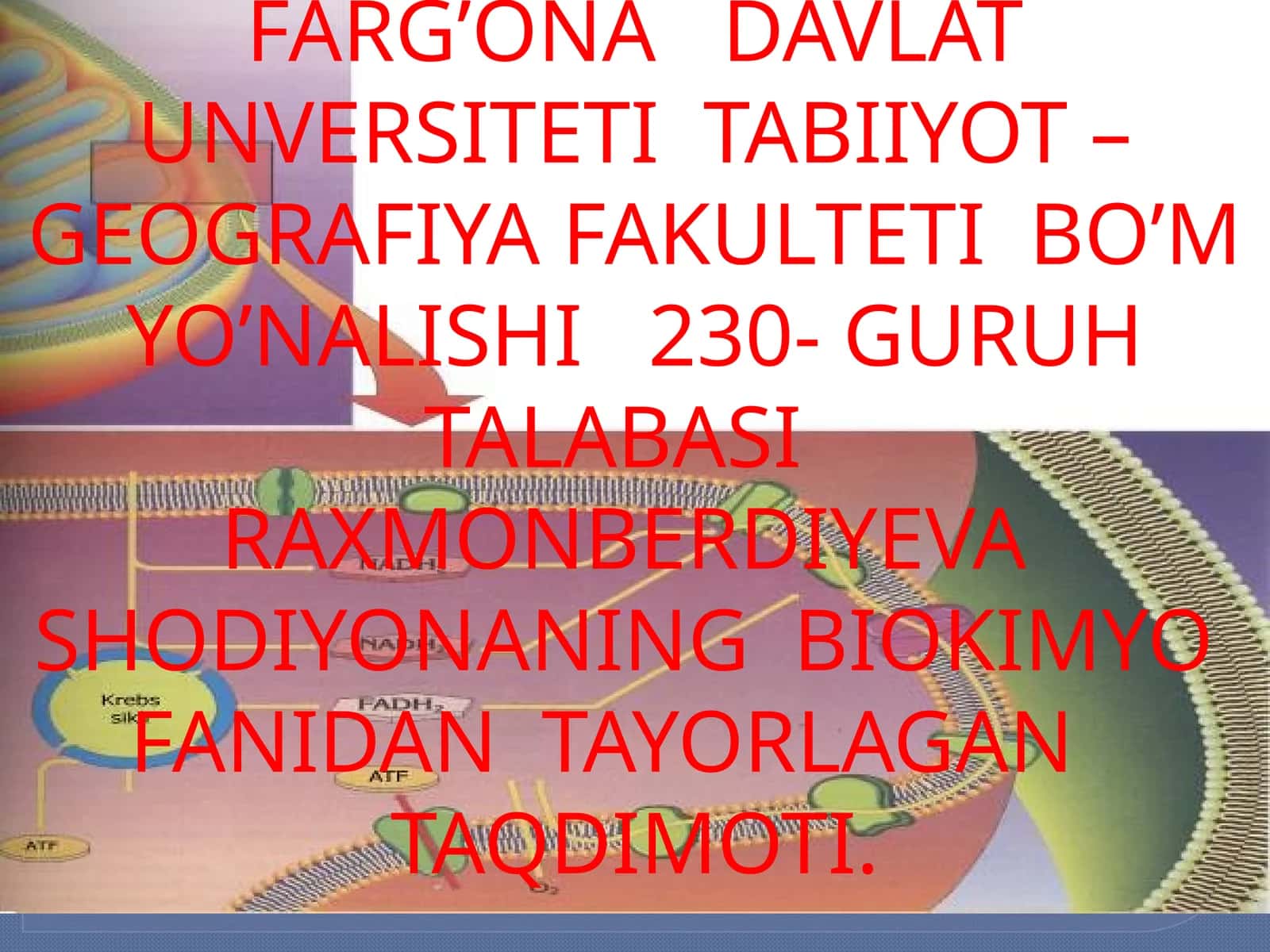 Nukleotidlar Nukleinkislotalarning Struktsura Elementlari