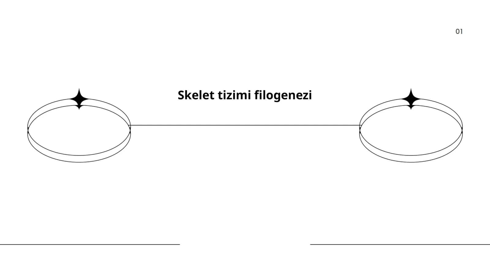 Skelet tizimi filogenezi