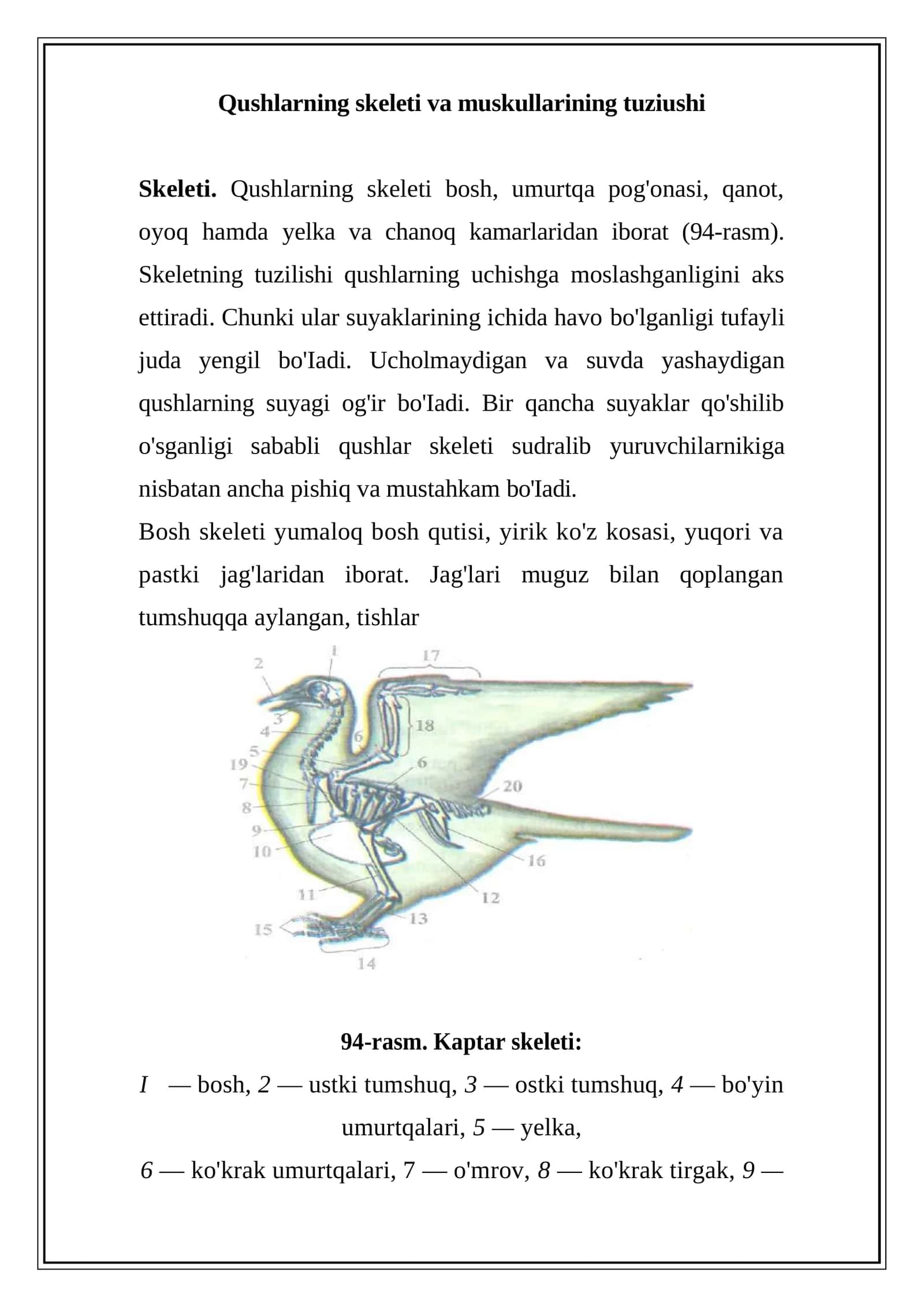 Qushlarning skeleti va muskullarining tuziushi
