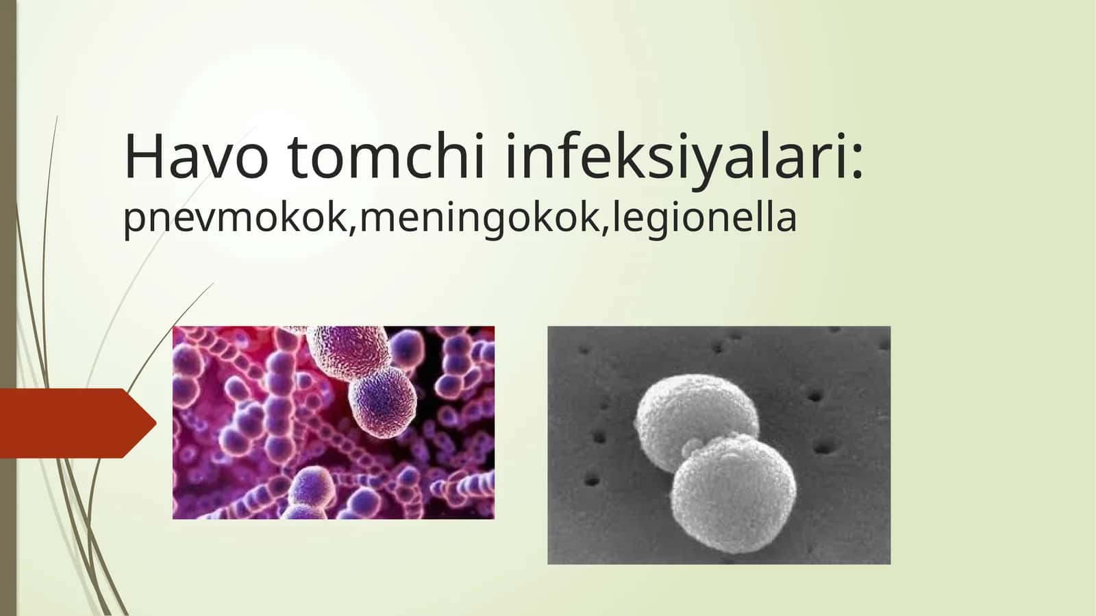 Havotomchi infeksiyalari: pnevmokok, meningokok, legionella