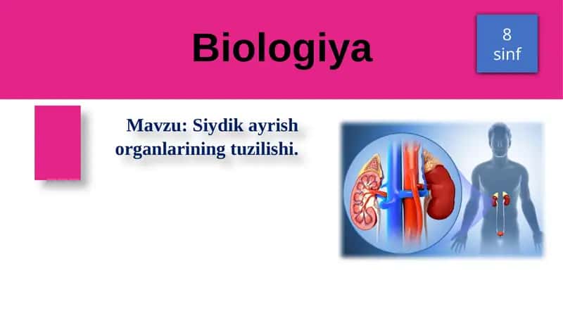Siydik ayrish organlarining tuzilishi