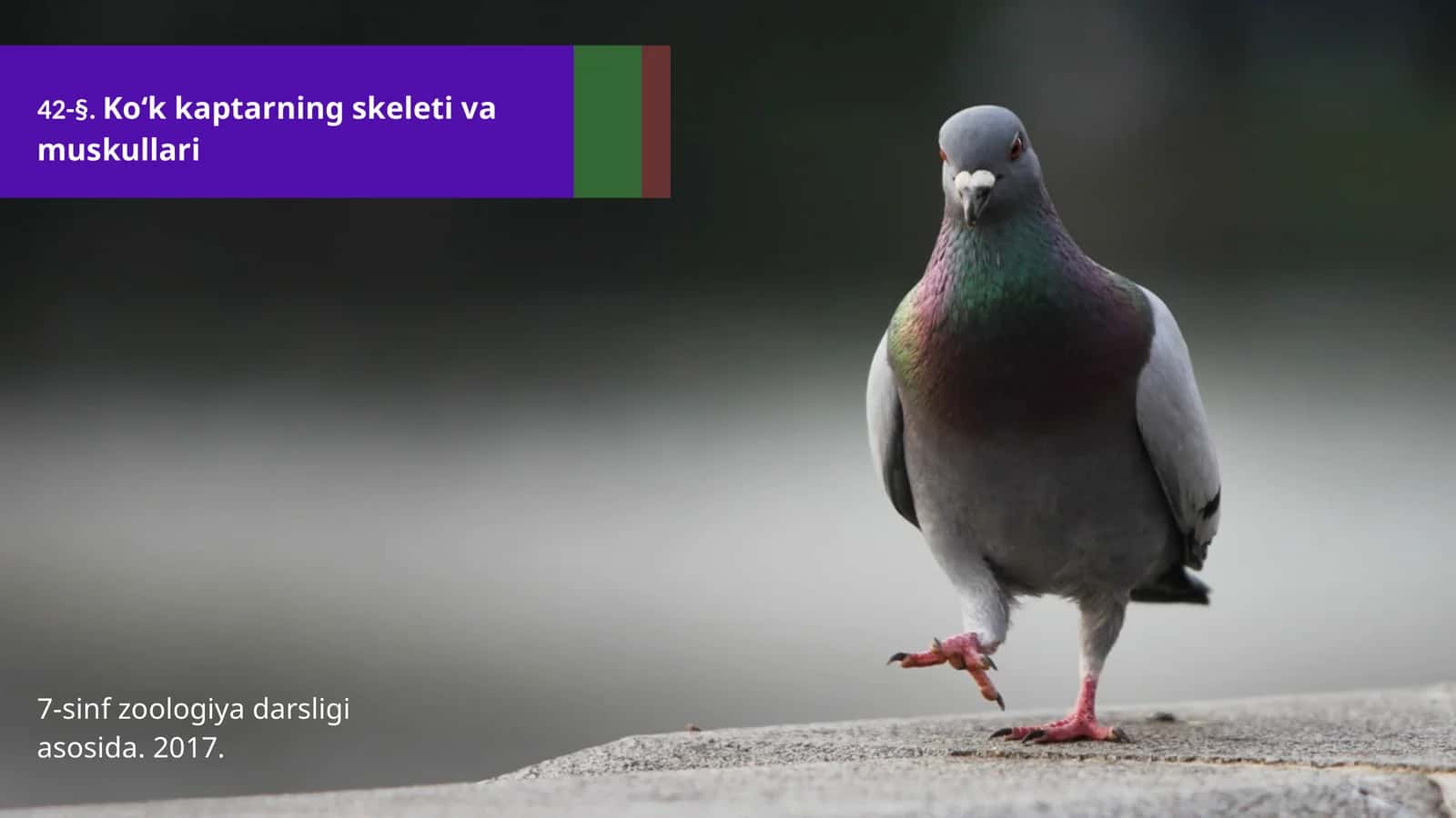 7-sinf Zoologiya 'Ko'k kaptarning skeleti va muskullari' ko'rgazma