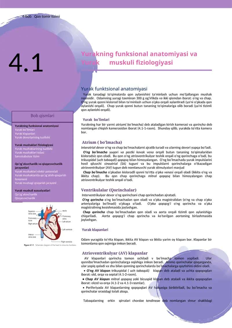 Yurakning funksional anatomiyasi va Yurak muskuli fiziologiyasi