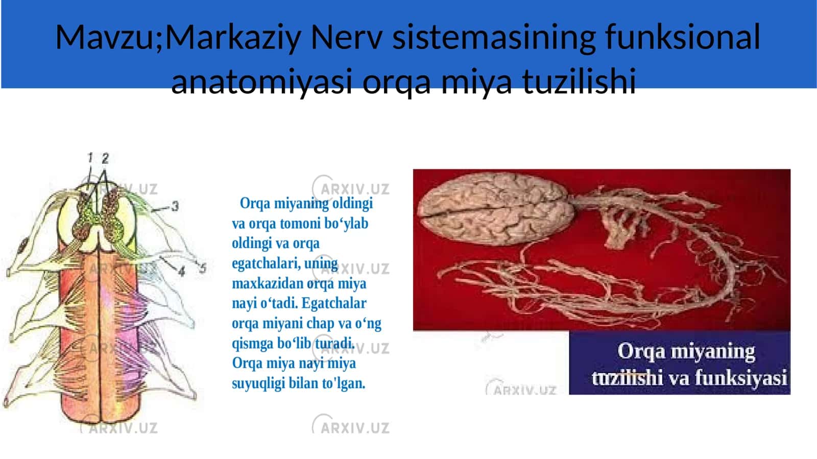 Nerv Sistemasining Reflektorlik Funksiyasi