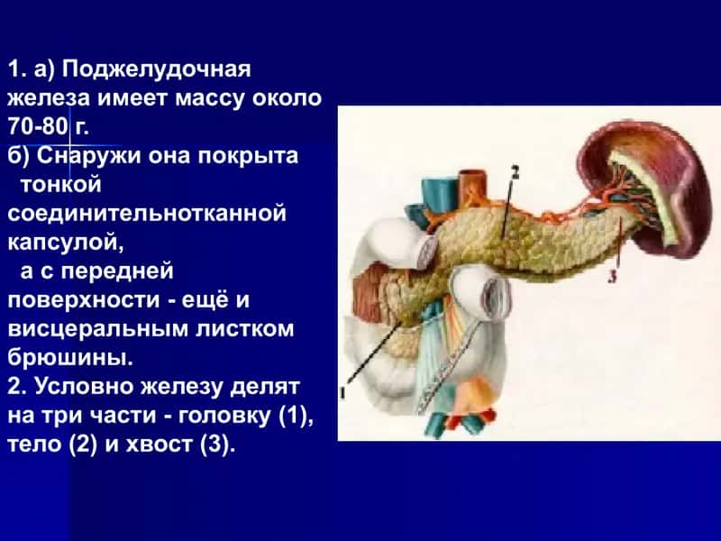Поджелудочная железа