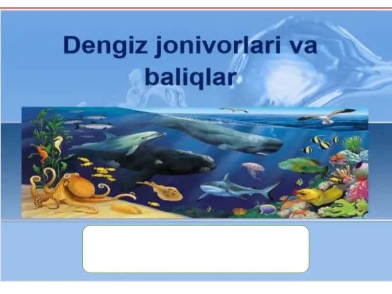Dengiz jonivorlari
