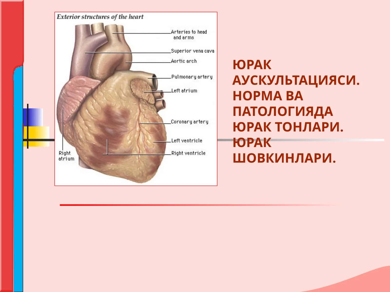 ЮРАК АУСКУЛЬТАЦИЯСИ.НОРМА ВА ПАТОЛОГИЯДА ЮРАК ТОНЛАРИ. ЮРАК ШОВКИНЛАРИ.