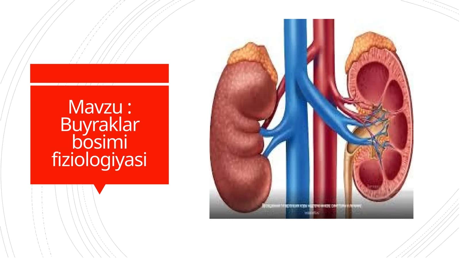 Buyraklar bosimi fiziologiyasi