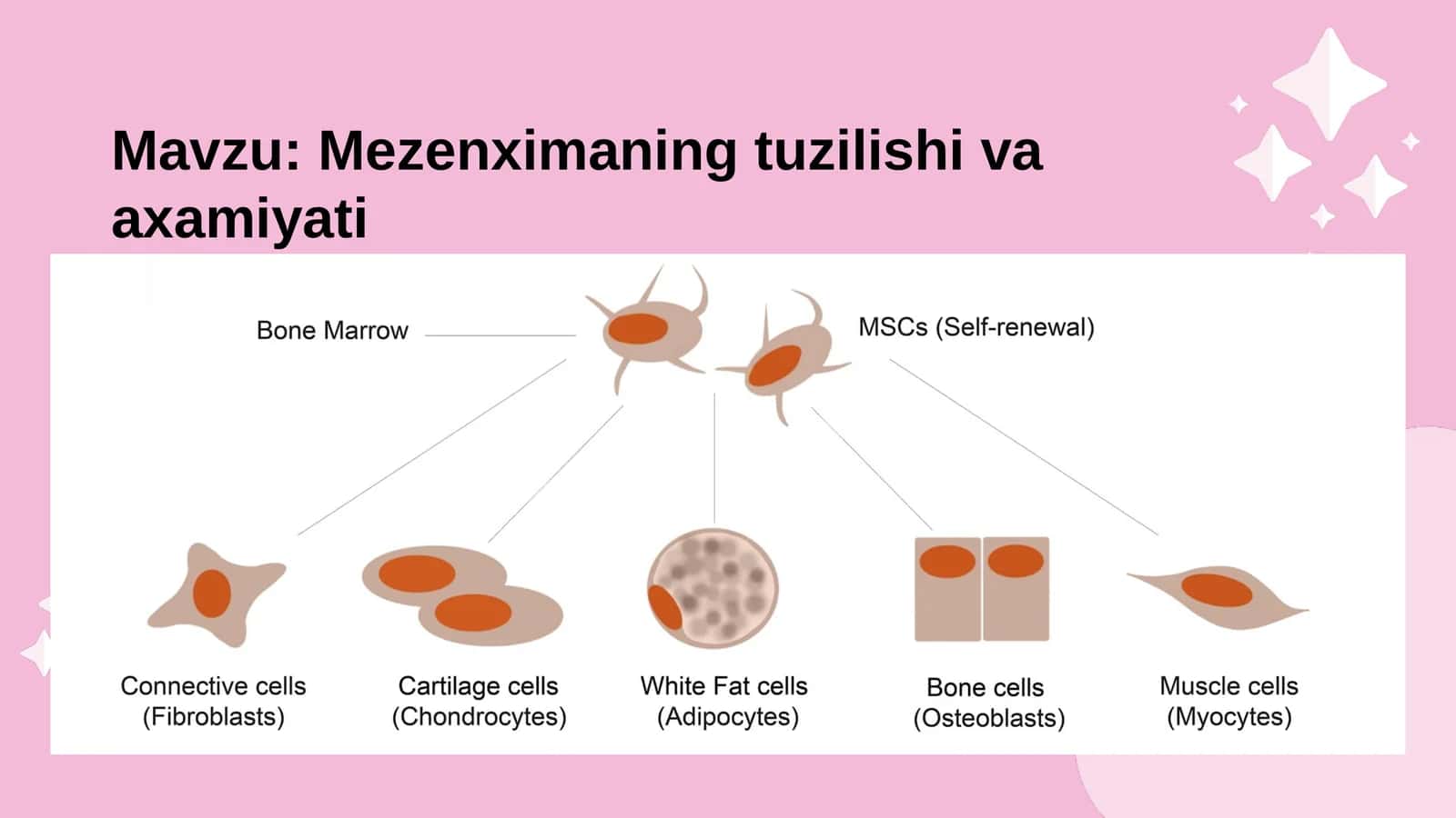 Mezenximaning tuzilishi va axamiyati