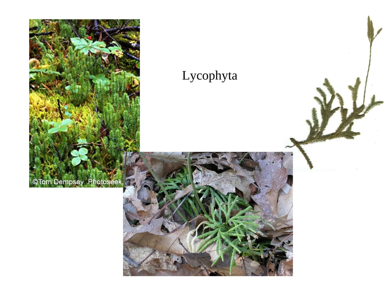 Lycophyta