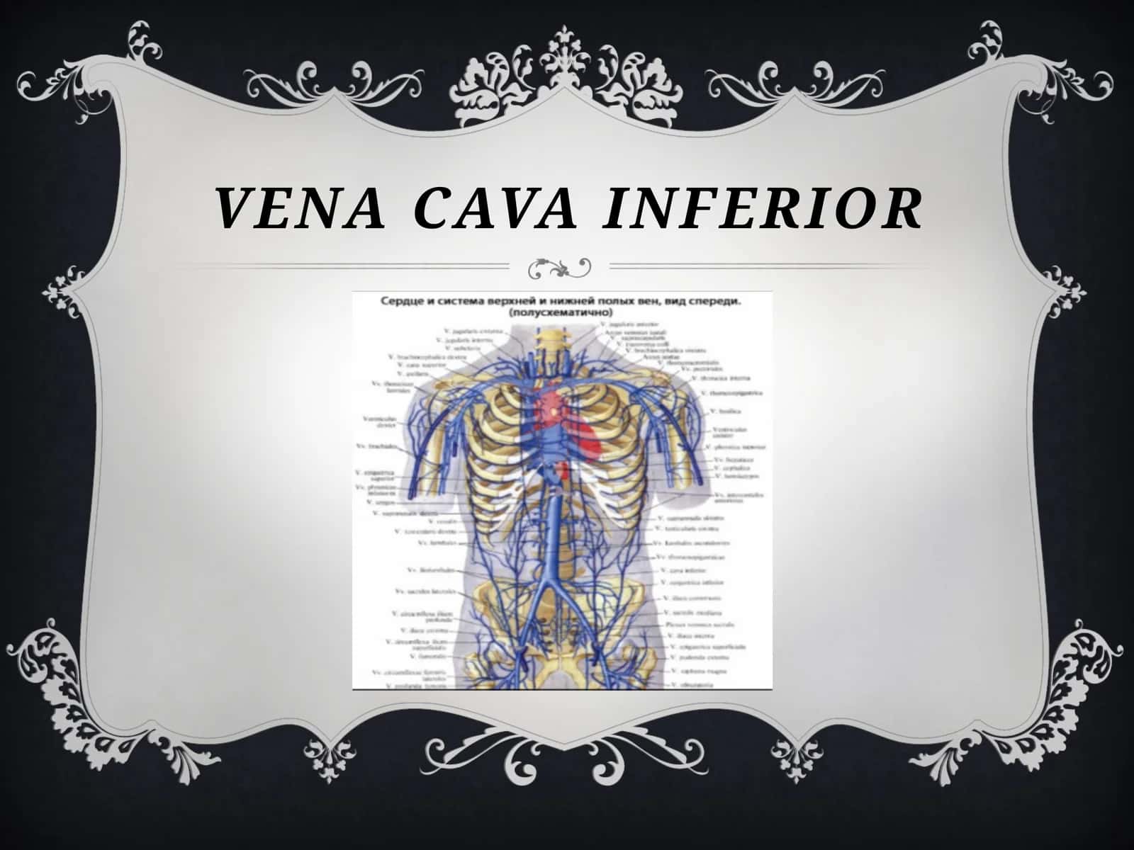 VENA CAVA INFERIOR
