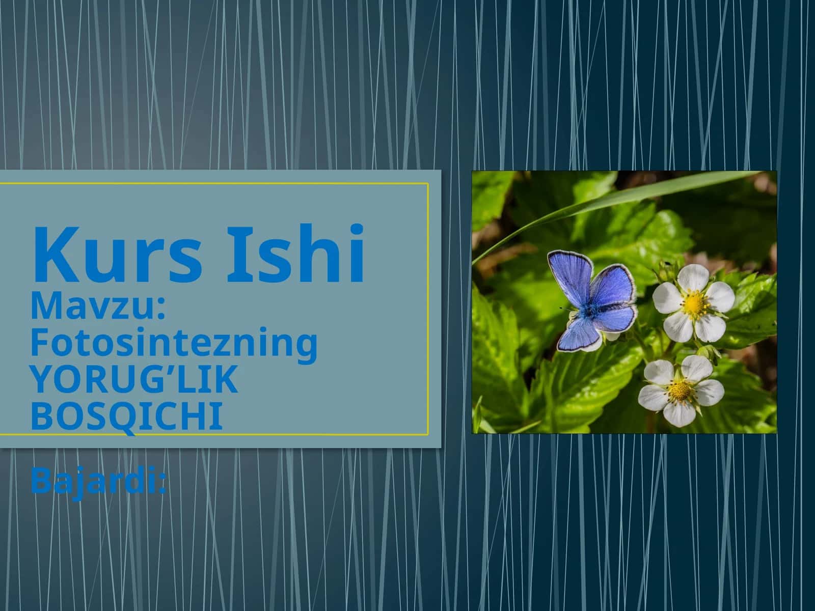 Fotosintezning YORUG’LIK BOSQICHI