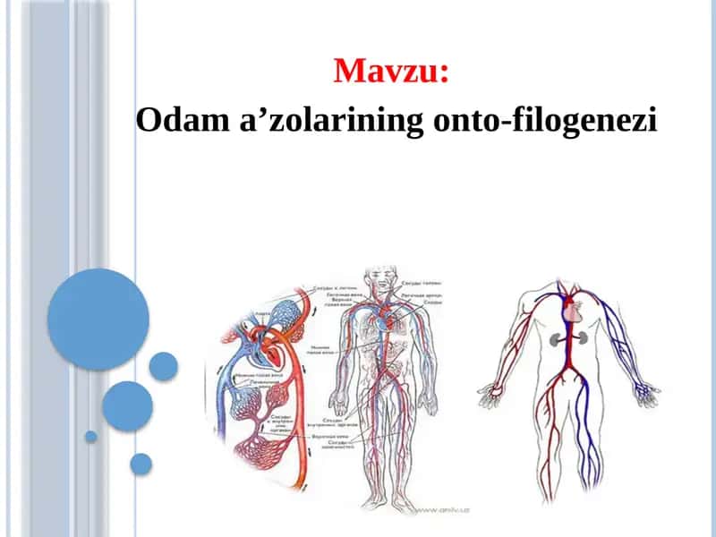 Odam a’zolarining onto-filogenezi