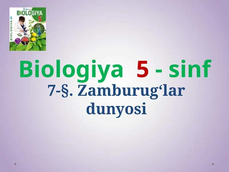 Zamburug‘lar dunyosi