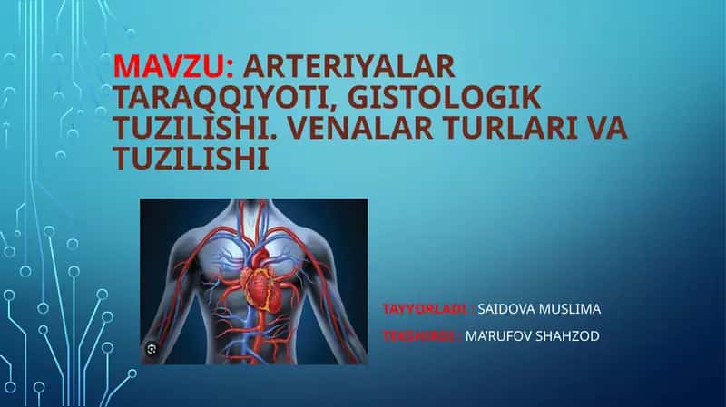 Arteriyalartaraqqiyoti, gistologik tuzilishi. Venalarturlariva tuzilishi