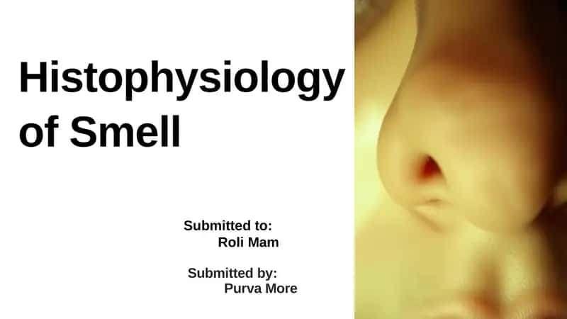 Histophysiology of Smell