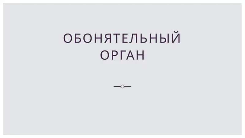 обонятельный орган