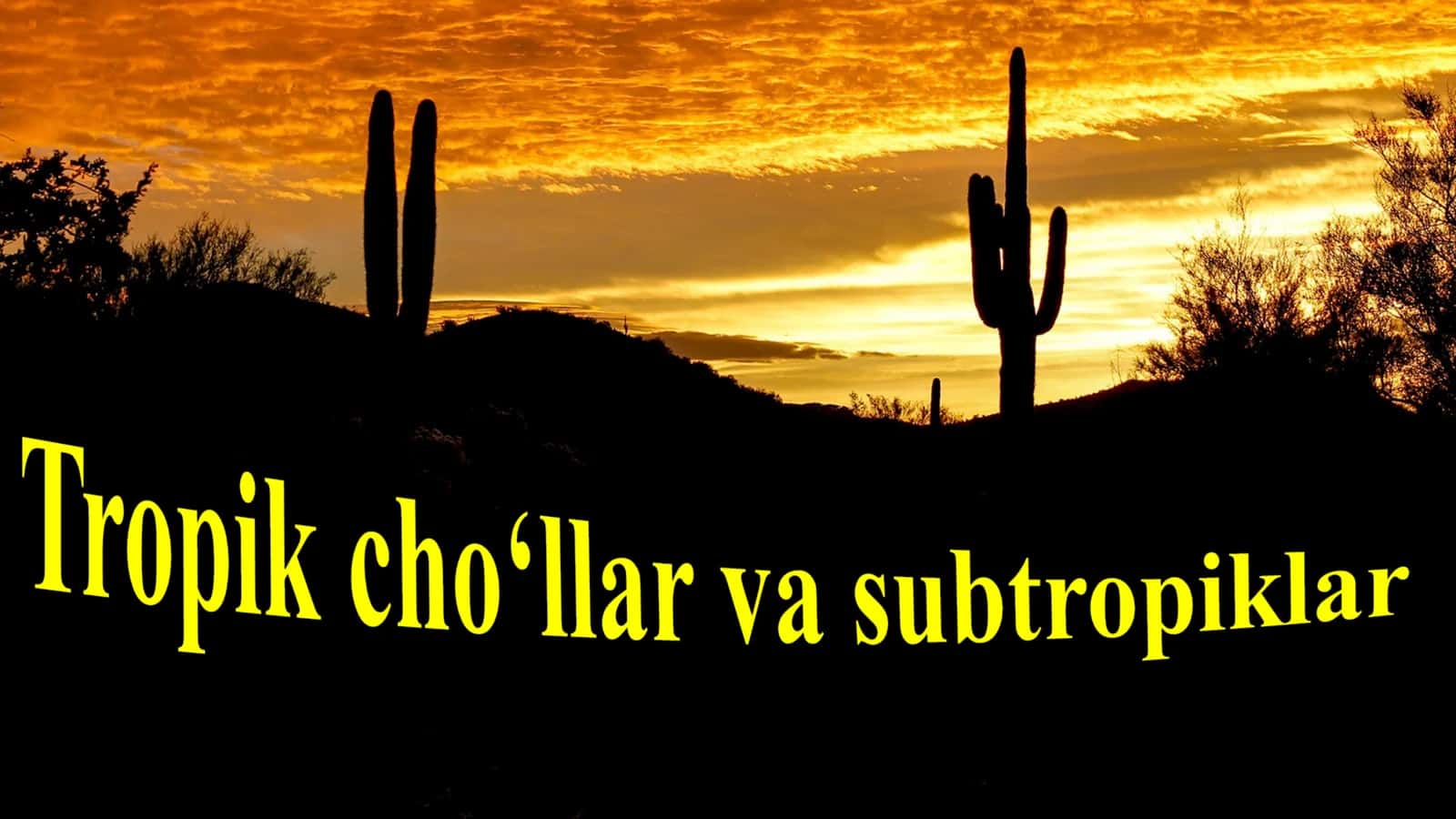 Tropik cho‘llar va subtropiklar