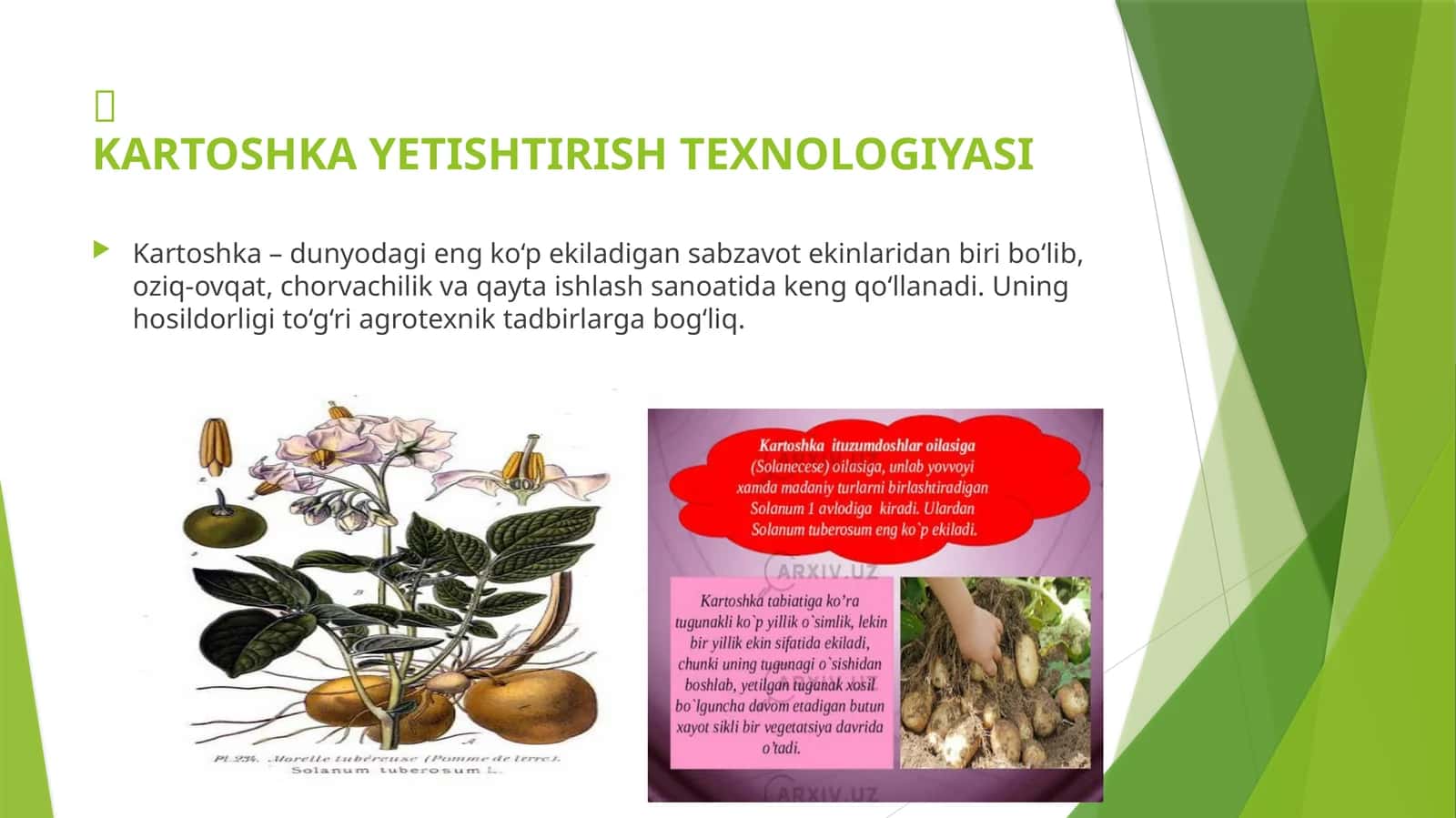 Kartoshka yetishtirish texnologiyasi