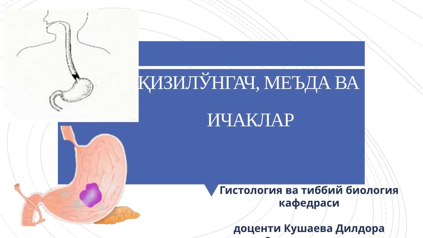 ҚИЗИЛЎНГАЧ, МЕЪДА ВАИЧАКЛАР