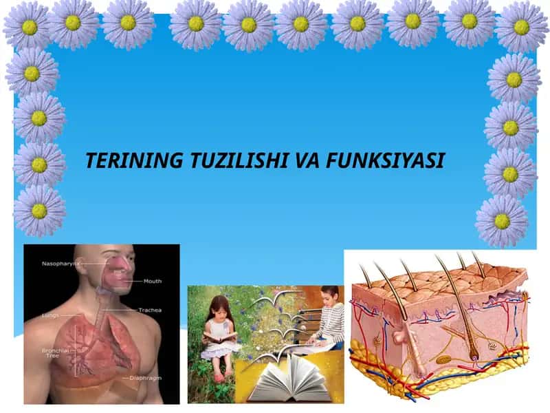 TERINING TUZILISHI VA FUNKSIYASI