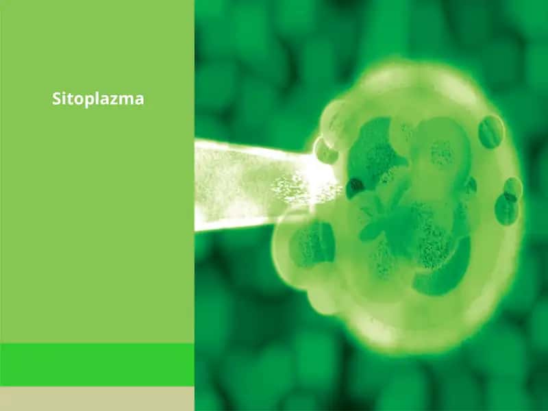 Sitoplazma