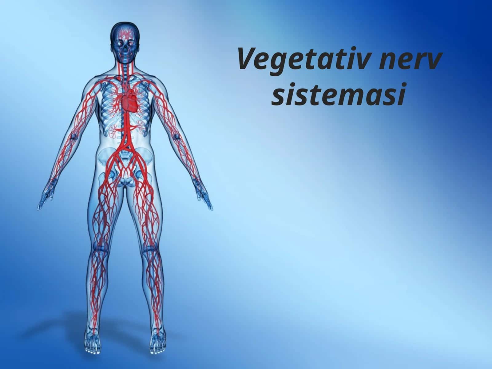 Vegetativ nerv sistemasi