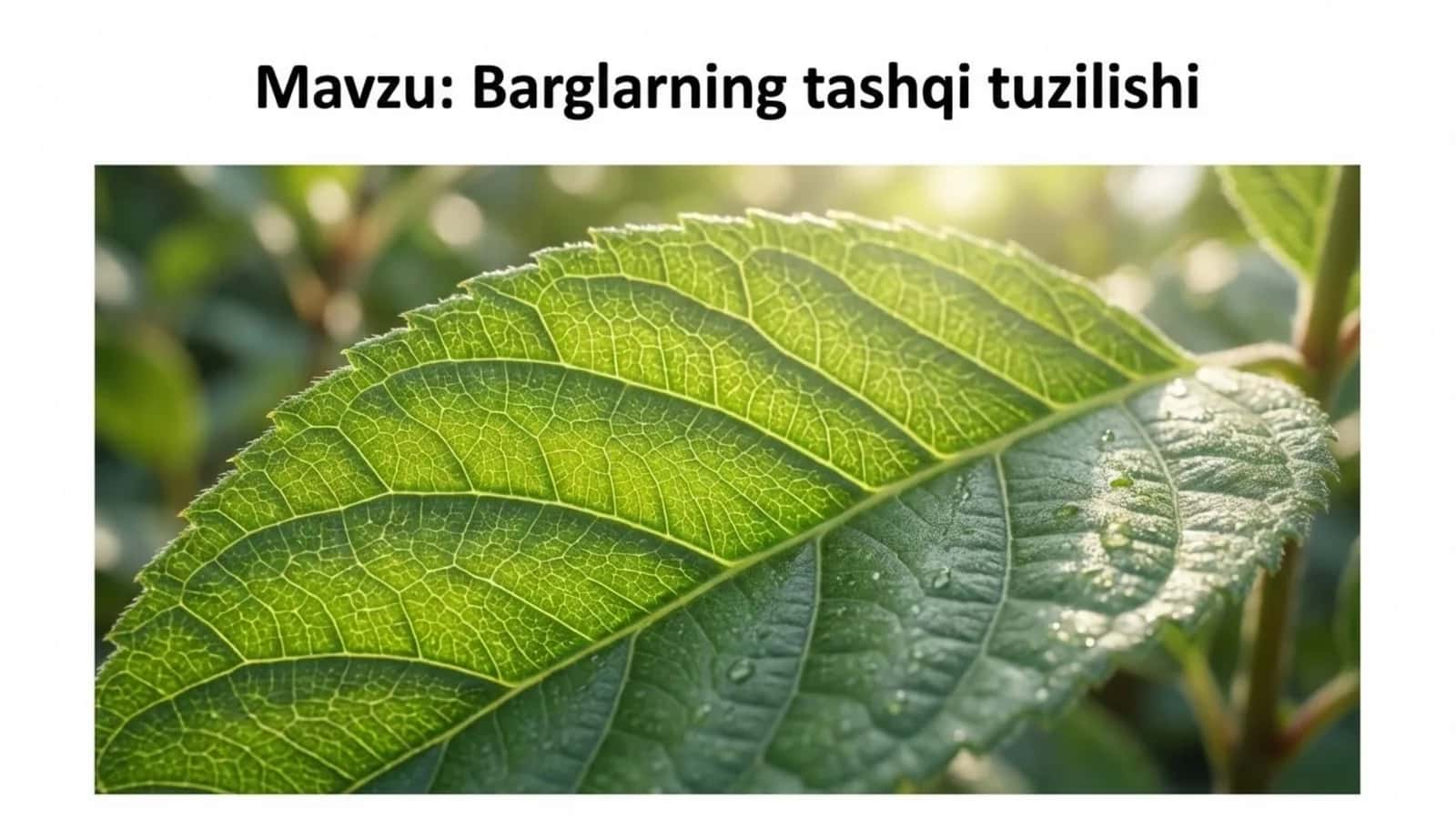 Barglarning tashqi tuzilishi
