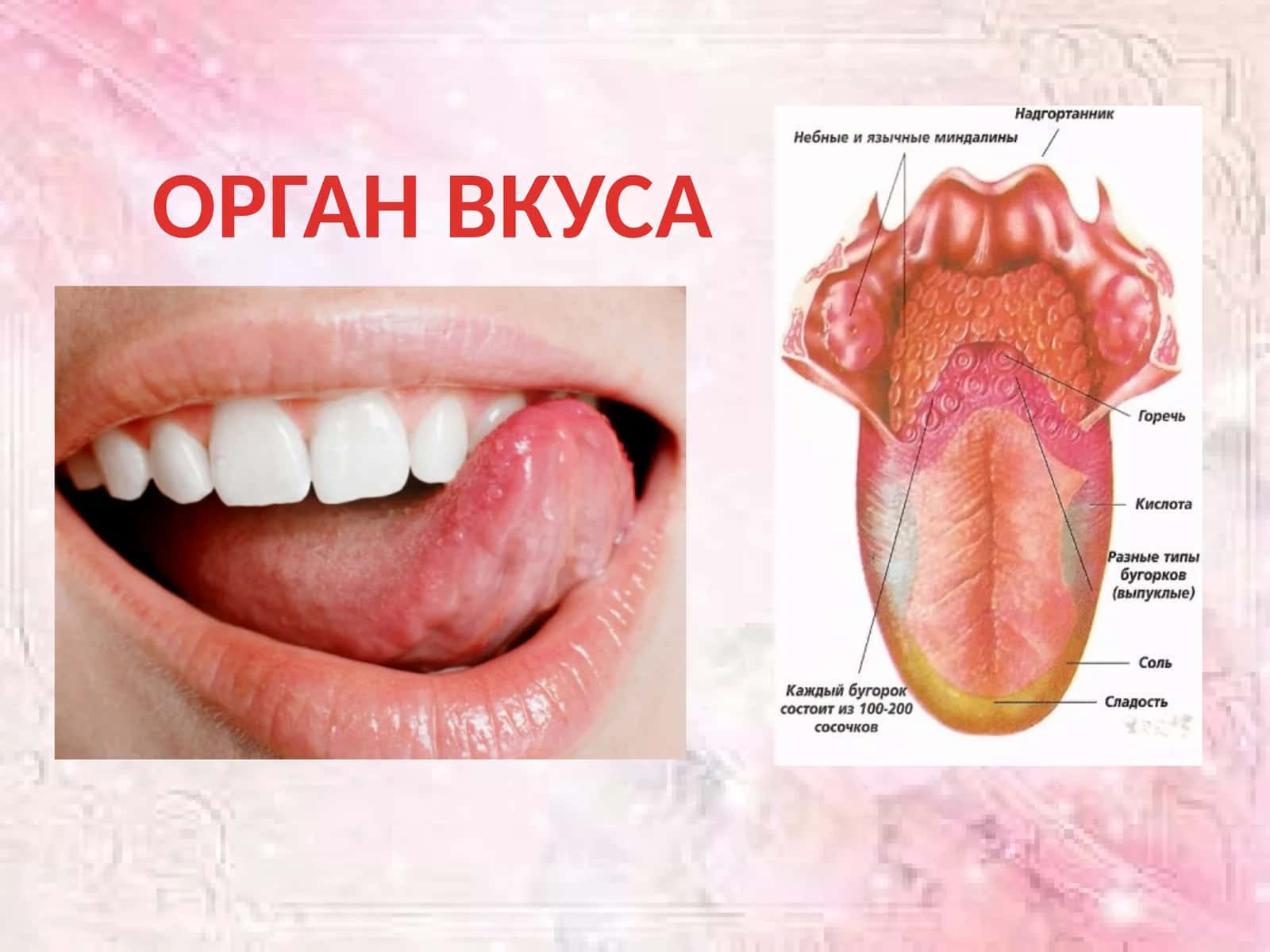 ОРГАН ВКУСА