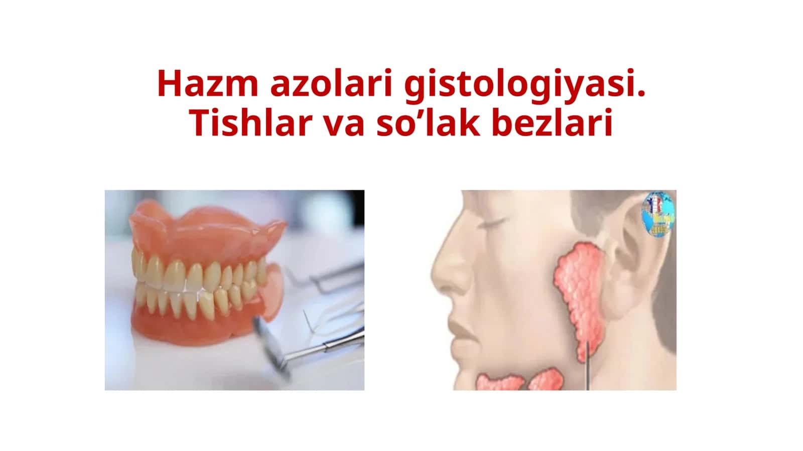 Hazm azolari gistologiyasi.Tishlarvaso’lakbezlari