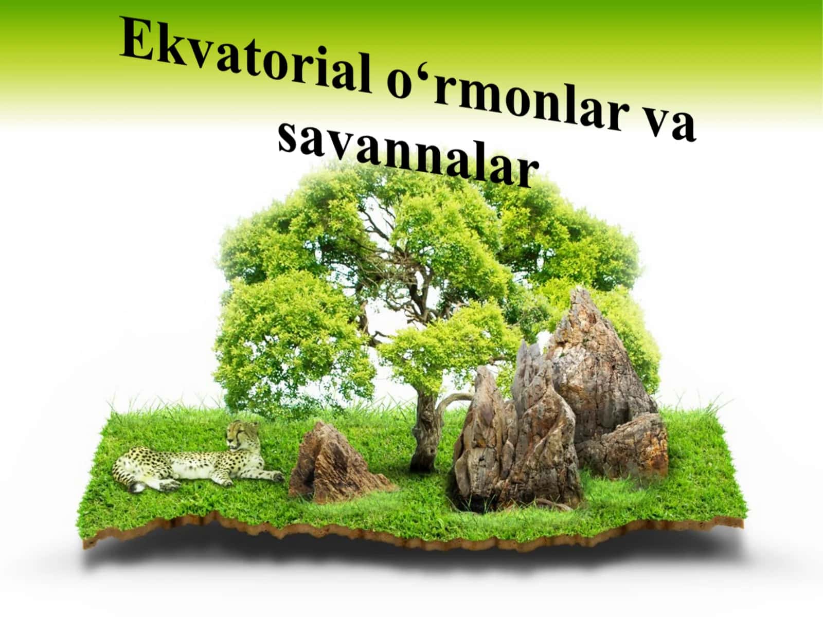 Ekvatorial o‘rmonlar va savannalar
